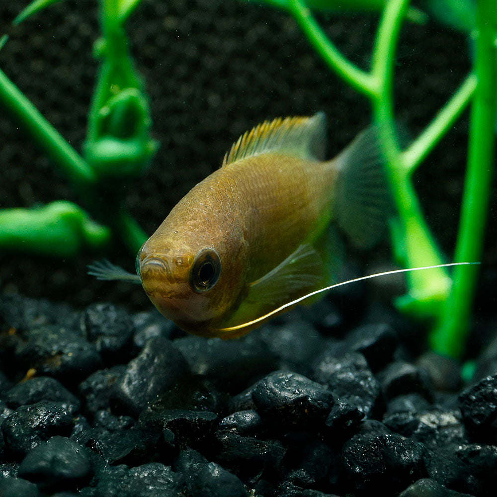 SUNSET THICKLIP GOURAMI | COLISA LABIOSA