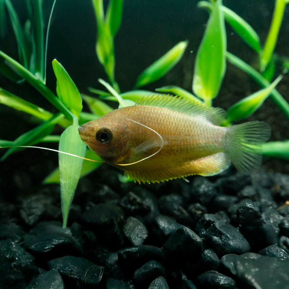 SUNSET THICKLIP GOURAMI | COLISA LABIOSA