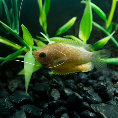 SUNSET THICKLIP GOURAMI | COLISA LABIOSA