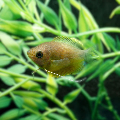 SUNSET THICKLIP GOURAMI | COLISA LABIOSA