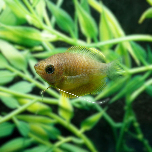 SUNSET THICKLIP GOURAMI | COLISA LABIOSA