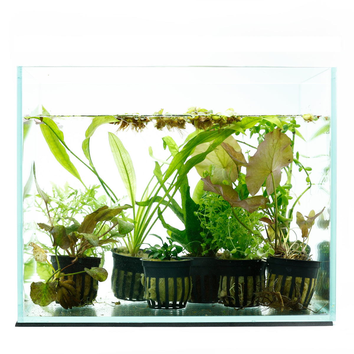 BEGINNER AQUARIUM PLANT PACK