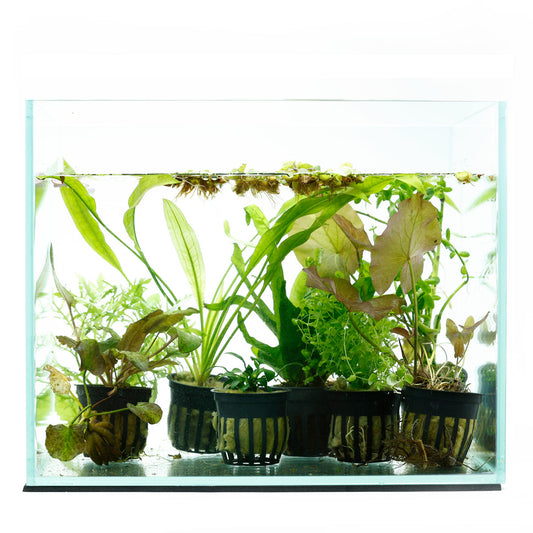BEGINNER AQUARIUM PLANT PACK