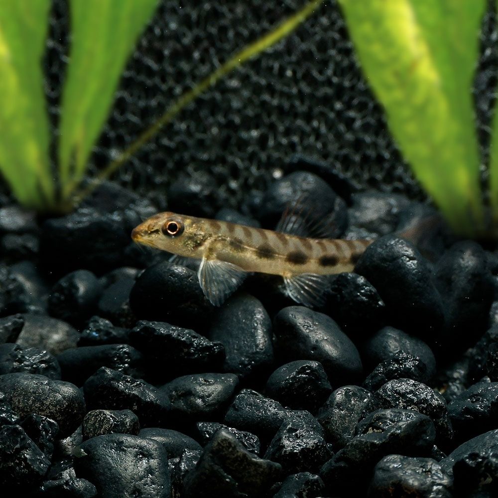 THUTTINJET STONE LOACH | NEMACHEILUS STIGMOFASCIATUS