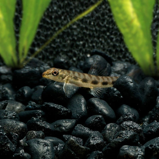 THUTTINJET STONE LOACH | NEMACHEILUS STIGMOFASCIATUS
