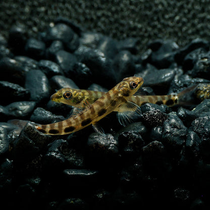 THUTTINJET STONE LOACH | NEMACHEILUS STIGMOFASCIATUS