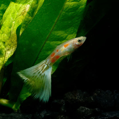 YELLOW COBRA GUPPY