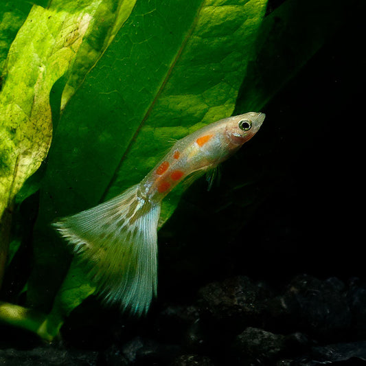 YELLOW COBRA GUPPY