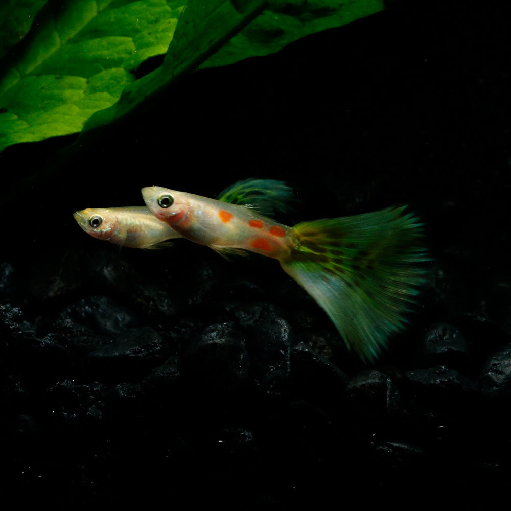 YELLOW COBRA GUPPY