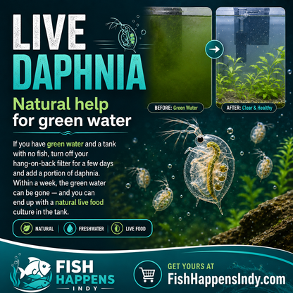 Live Daphnia Culture – Natural Fish Food & Starter Colony