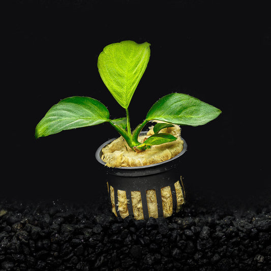 ANUBIAS BARTERI