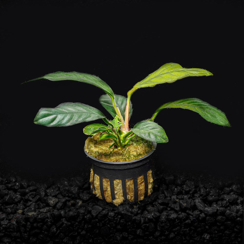 ANUBIAS COFFEEFOLIA