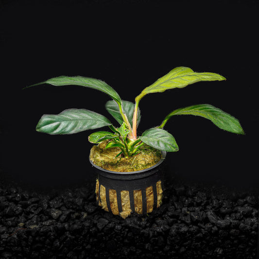 ANUBIAS COFFEEFOLIA