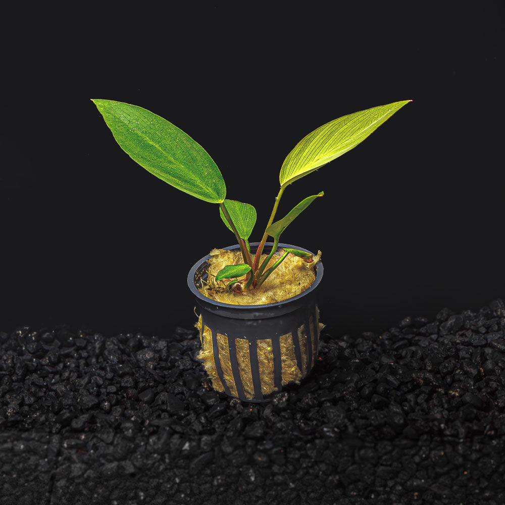 ANUBIAS HASTIFOLIA