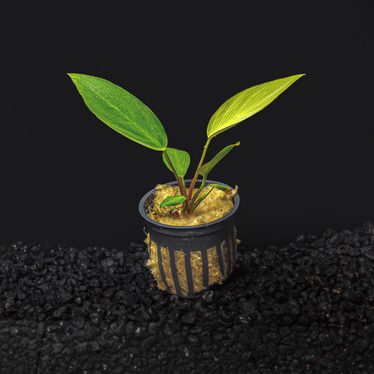 ANUBIAS HASTIFOLIA