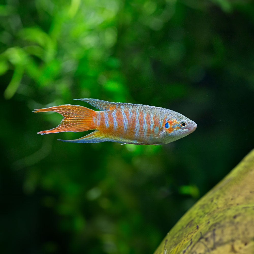 BLUE PARADISE GOURAMI | MACROPODUS OPERCULARIS