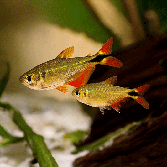 BUENOS AIRES TETRA