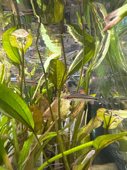 Denison Barb