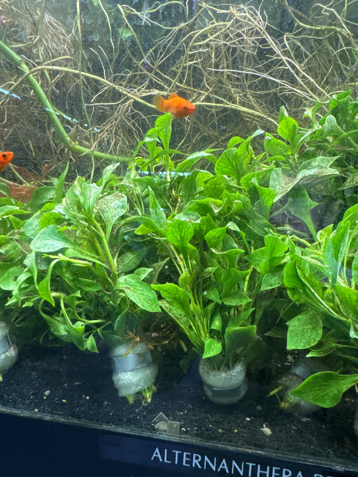 Alternanthera Bettzickiana Green – Aquarium &amp; Terrarium Plant