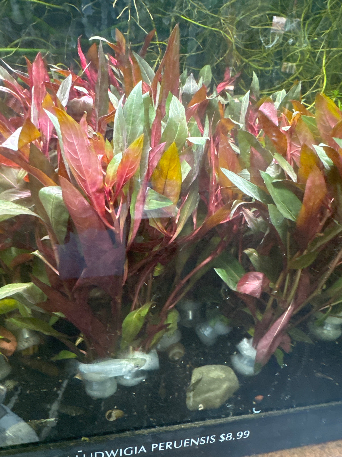 Ludwigia Peruensis (Ludwigia glandulosa)
