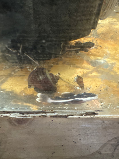 Redtail catfish
