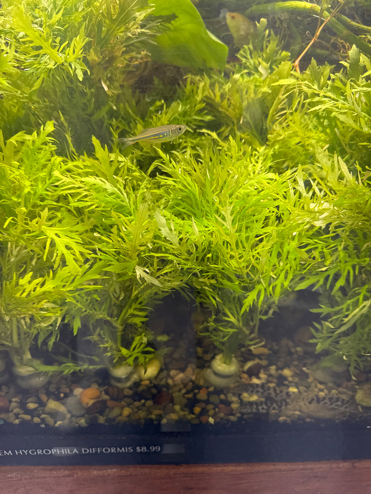 Water Wisteria (Hygrophila difformis) – Freshwater Aquarium Plant