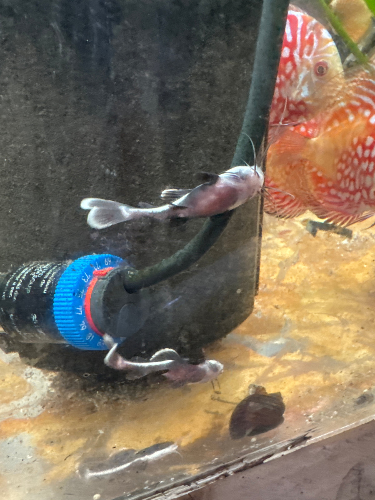 Redtail catfish