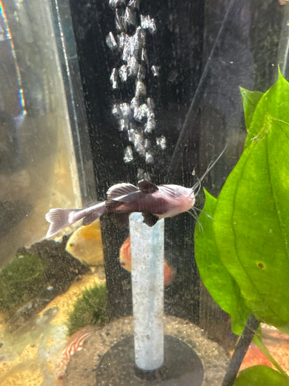 Redtail catfish