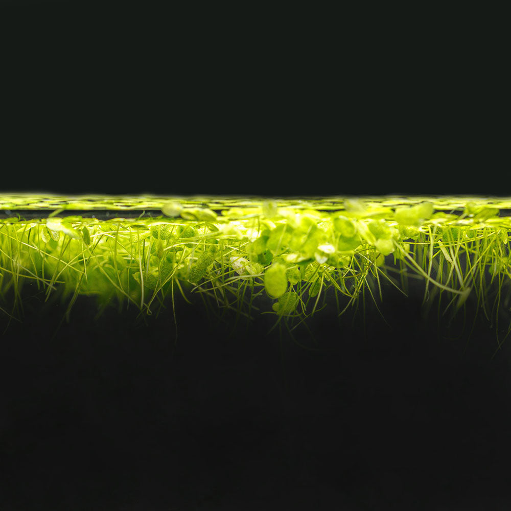 DUCKWEED | LEMNA MINOR