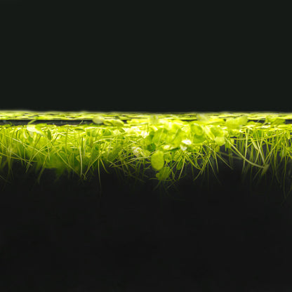 DUCKWEED | LEMNA MINOR
