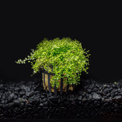 DWARF BABY TEARS (HC)