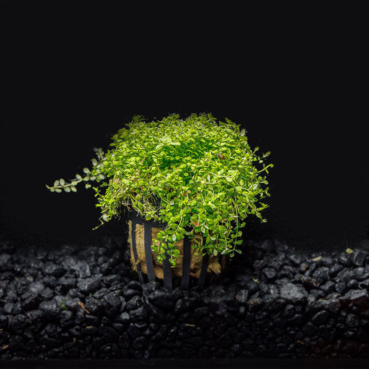 DWARF BABY TEARS (HC)