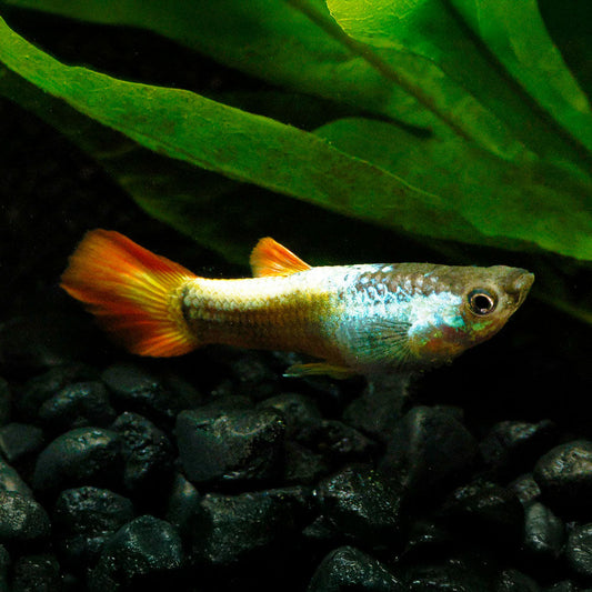 FLAME GUPPY | POECILIA RETICULATUS