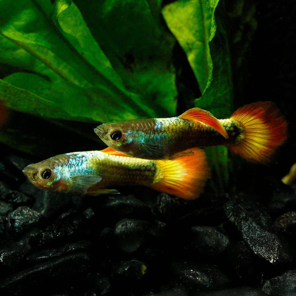 FLAME GUPPY | POECILIA RETICULATUS