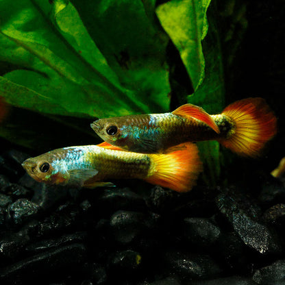 FLAME GUPPY | POECILIA RETICULATUS