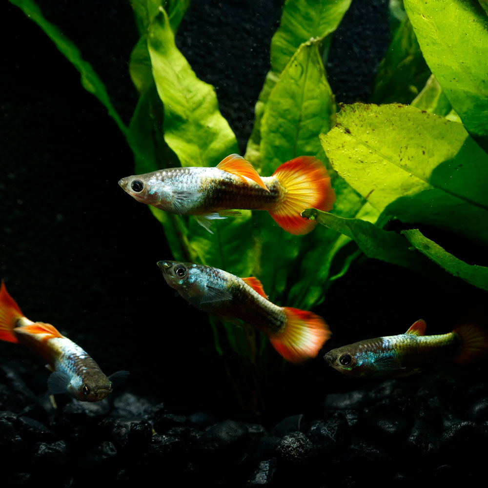 FLAME GUPPY | POECILIA RETICULATUS