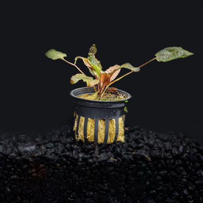 CRYPTOCORYNE FLAMINGO