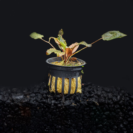 CRYPTOCORYNE FLAMINGO