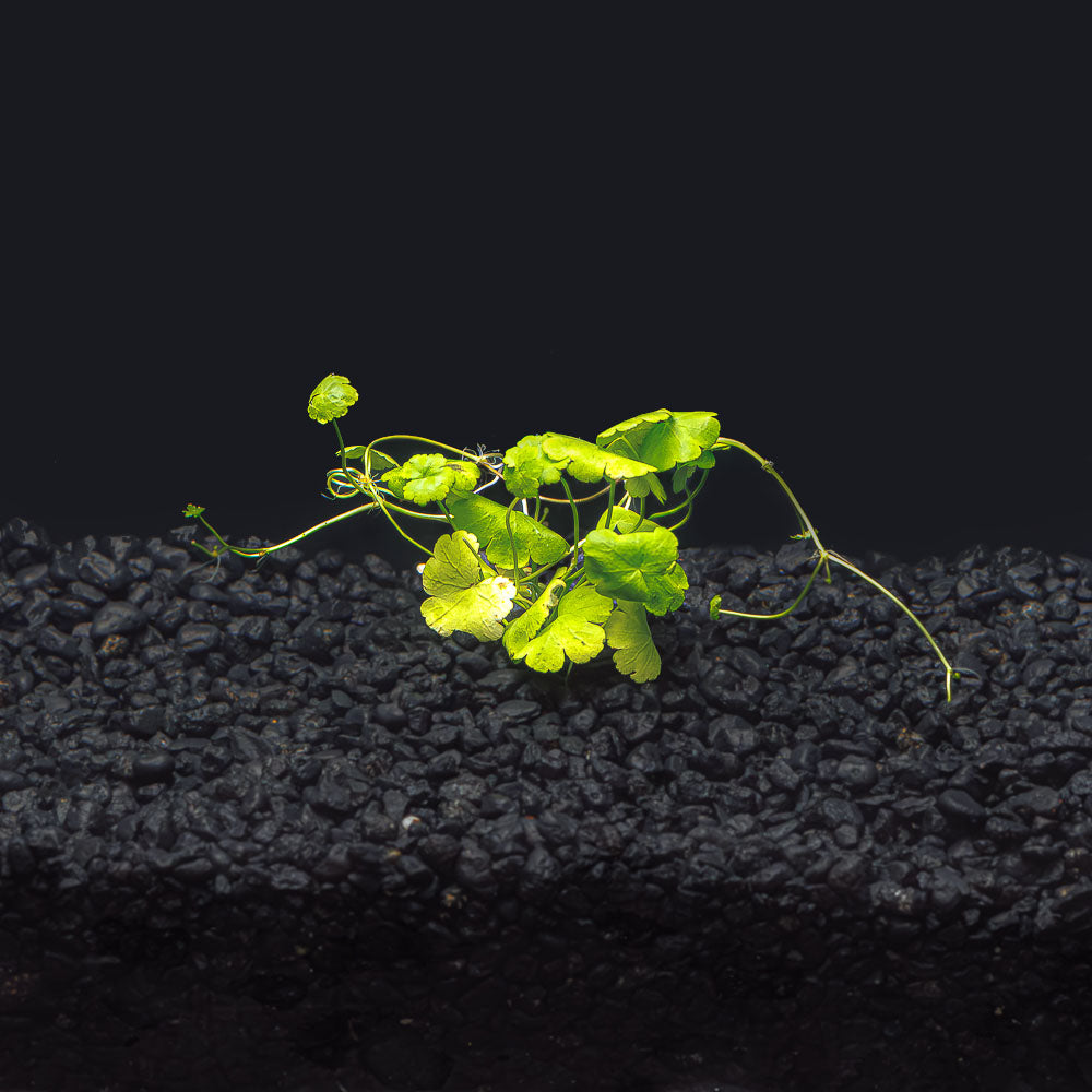 Hydrocotyle tripartita  "Japan"