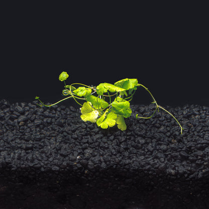 Hydrocotyle tripartita  "Japan"