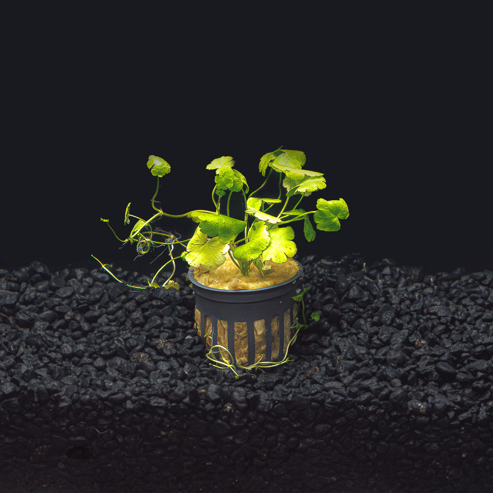 Hydrocotyle tripartita  "Japan"
