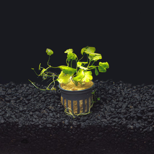 Hydrocotyle tripartita  "Japan"