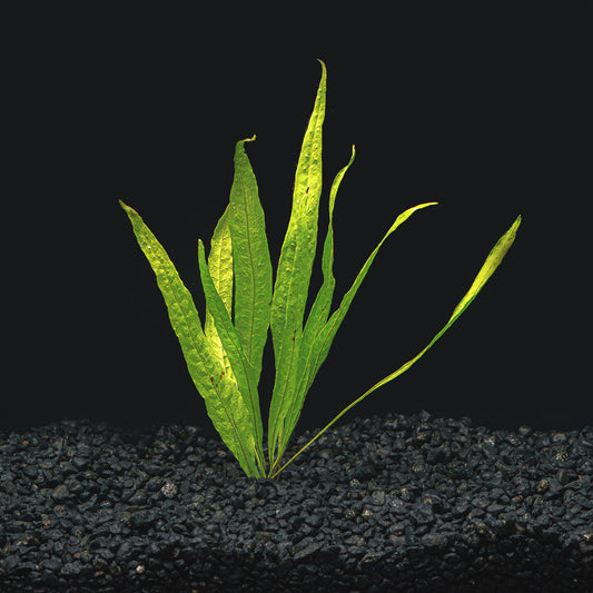 JAVA FERN