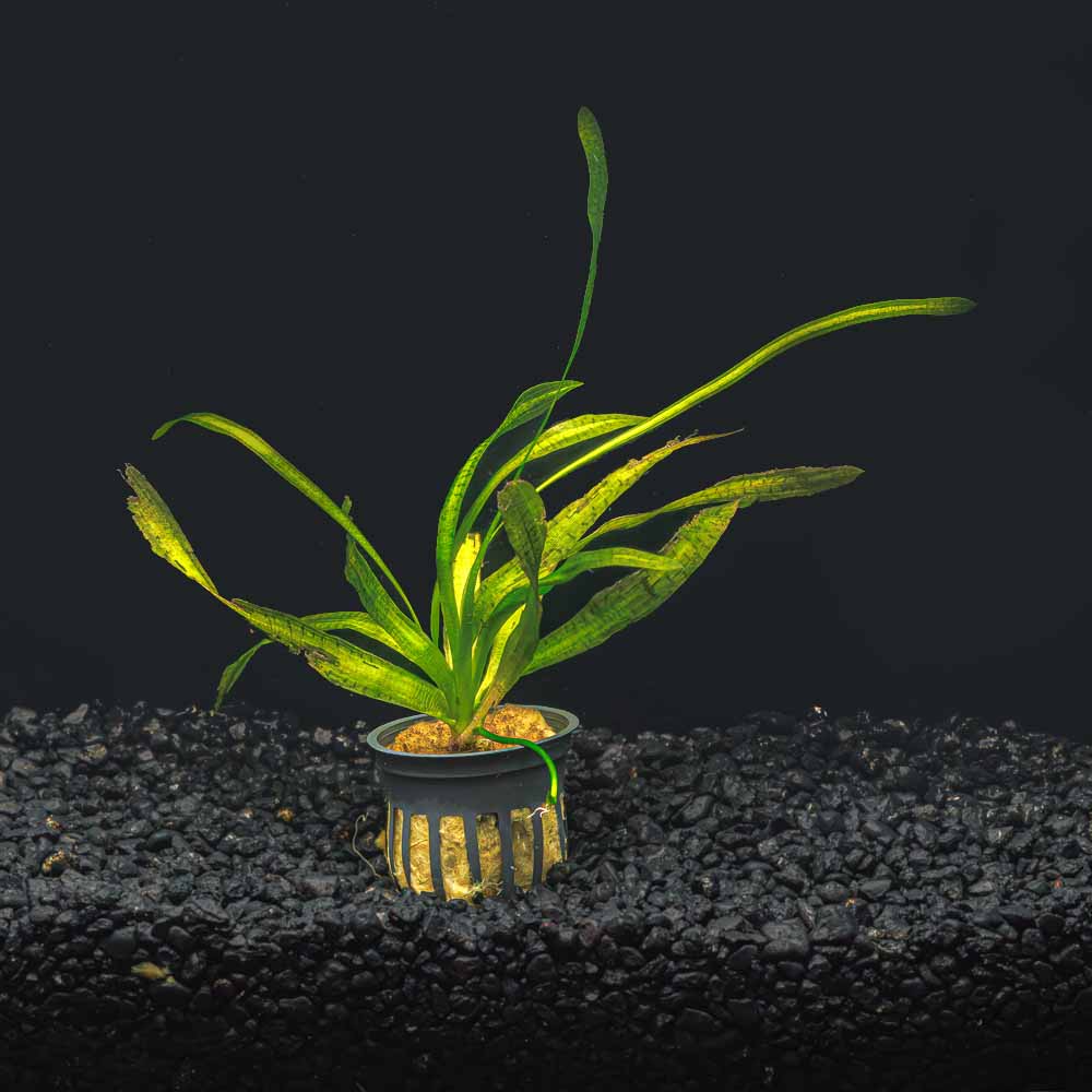 JUNGLE VAL