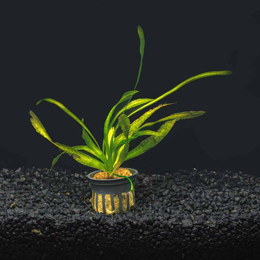 JUNGLE VAL