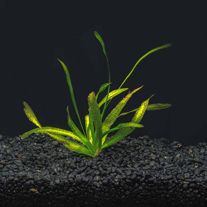 JUNGLE VAL