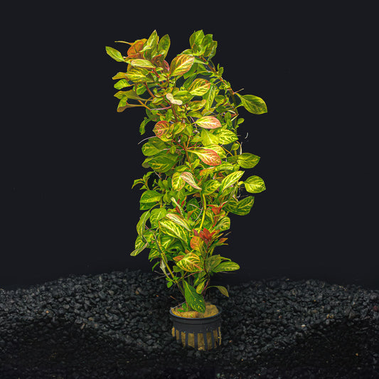 LUDWIGIA OVALIS