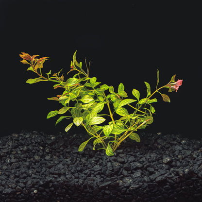LUDWIGIA REPENS 'RED'