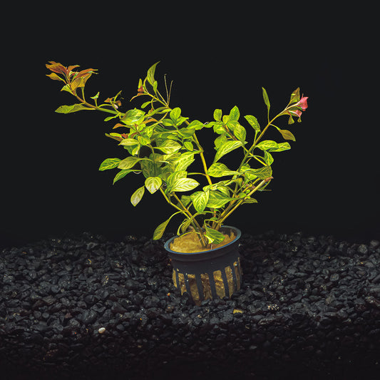 LUDWIGIA REPENS 'RED'