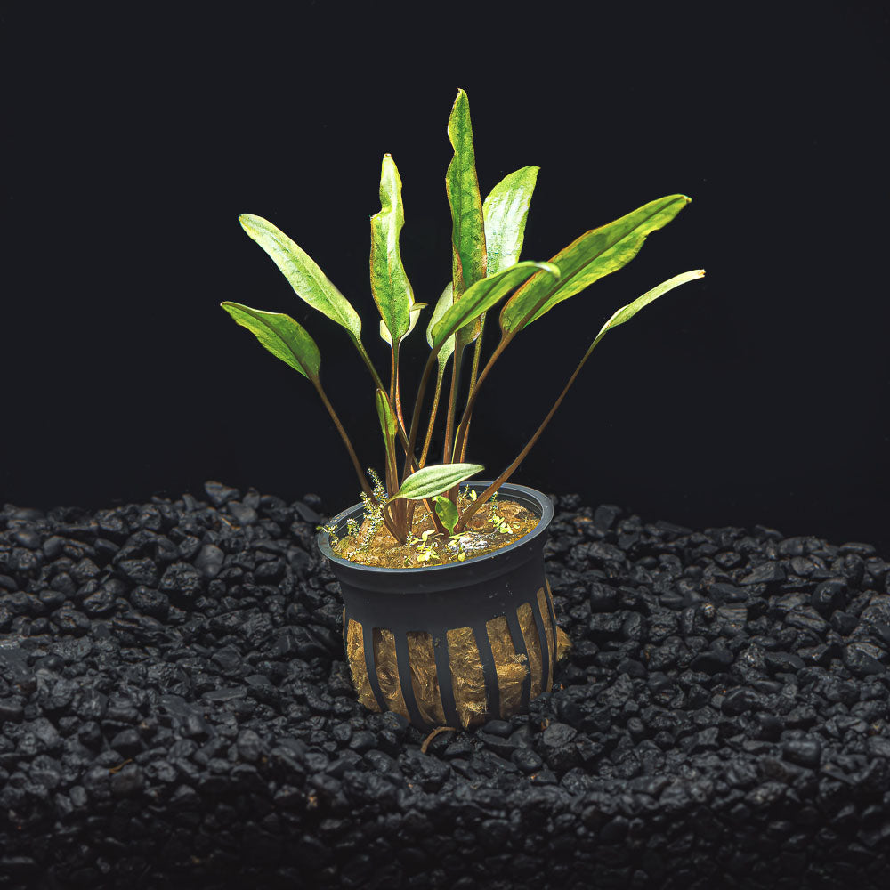 CRYPTOCORYNE LUTEA
